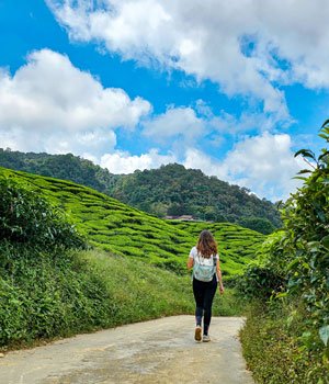 Cameron Highlands, guía de Malasia