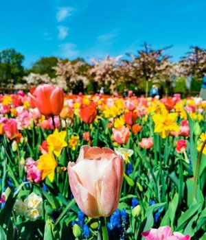 Keukenhof, guía de Países Bajos