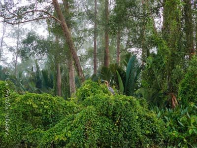 Aves en el rio kinabatangan, que ver en sabah