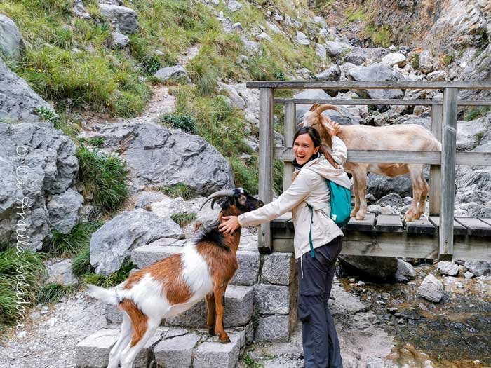 Cabras en la Ruta del Cares