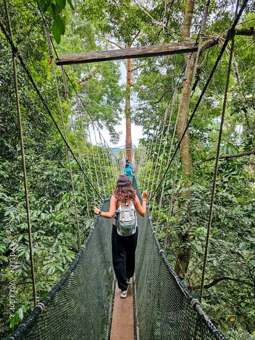 Canopy Walk, que ver en Kota Kinabalu