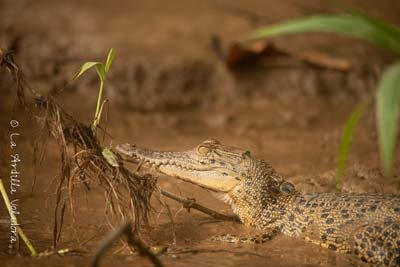 Cocodrilos en el rio kinabatangan, que ver en sabah