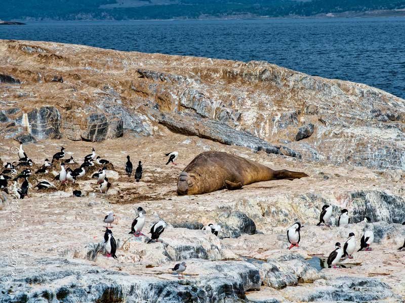 Elefante marino, que ver en Ushuaia