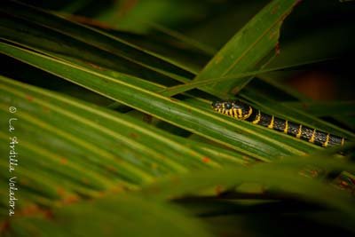 Kinabatangan, que ver en sabah