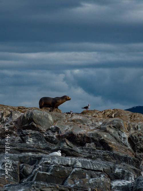 Leones Marinos, Canal del Beagle, que ver en Ushuaia