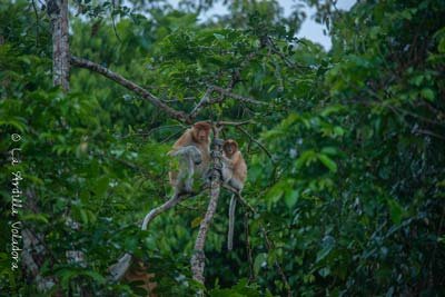 Monos Narigudos, que ver en sabah