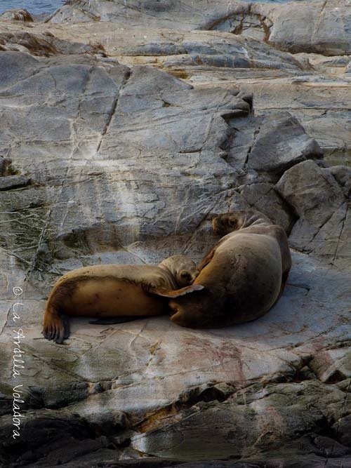 Navegación por el Canal del Beagle, que ver en Ushuaia