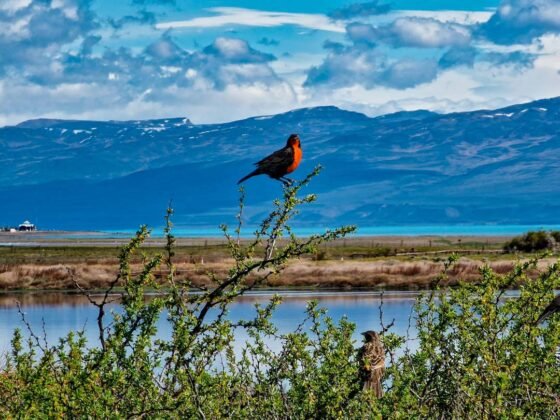 que ver en el calafate