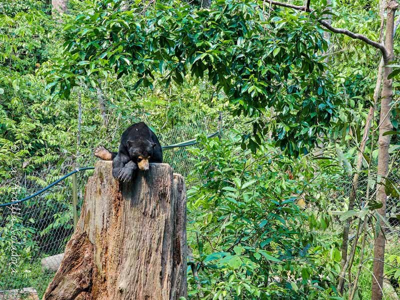 Sunbear de Borneo, que ver en sabah