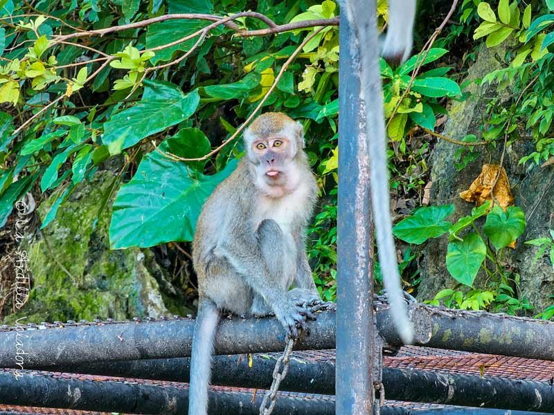 Monitos en Batu Caves