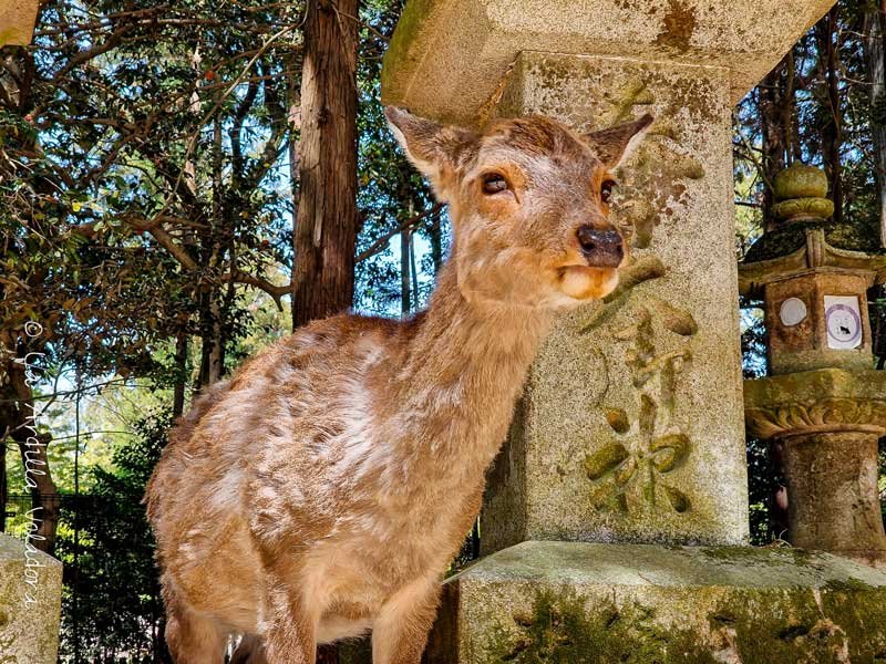 Nara, ruta por japon