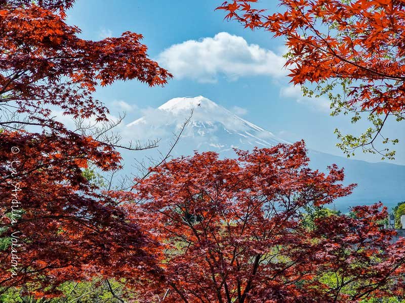 lugares para ver el monte fuji