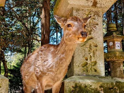 Nara, guía de Japón