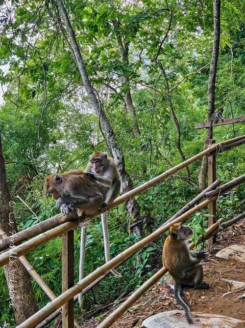 Monkey Trail, que hacer en Krabi